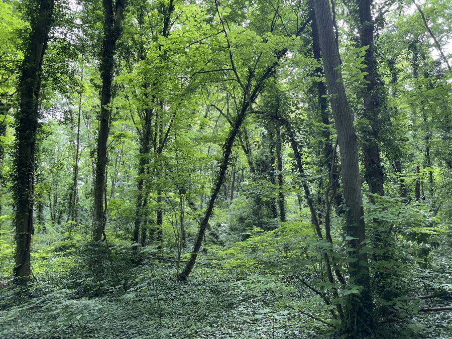Bois de l’Arbalète