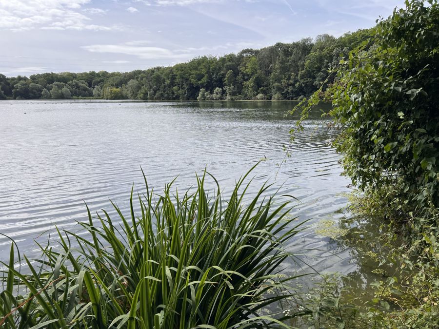 Bois de l’Arbalète