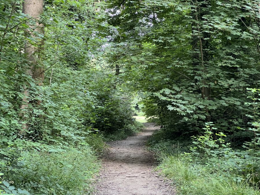 Bois de l’Arbalète