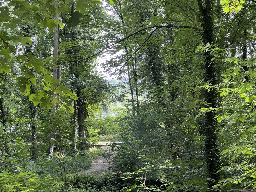 Bois de l’Arbalète