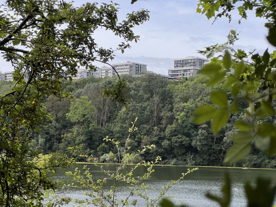 Bois de l’Arbalète