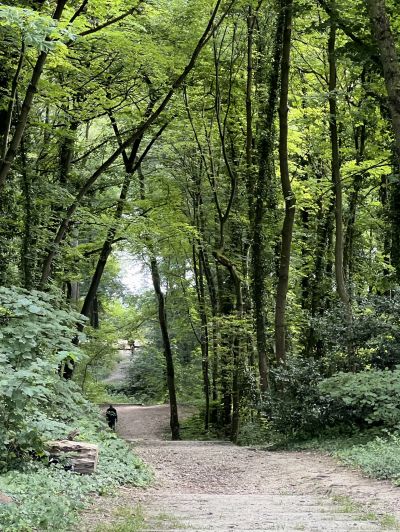 Bois de l’Arbalète