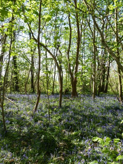 Forêt de Montgé
