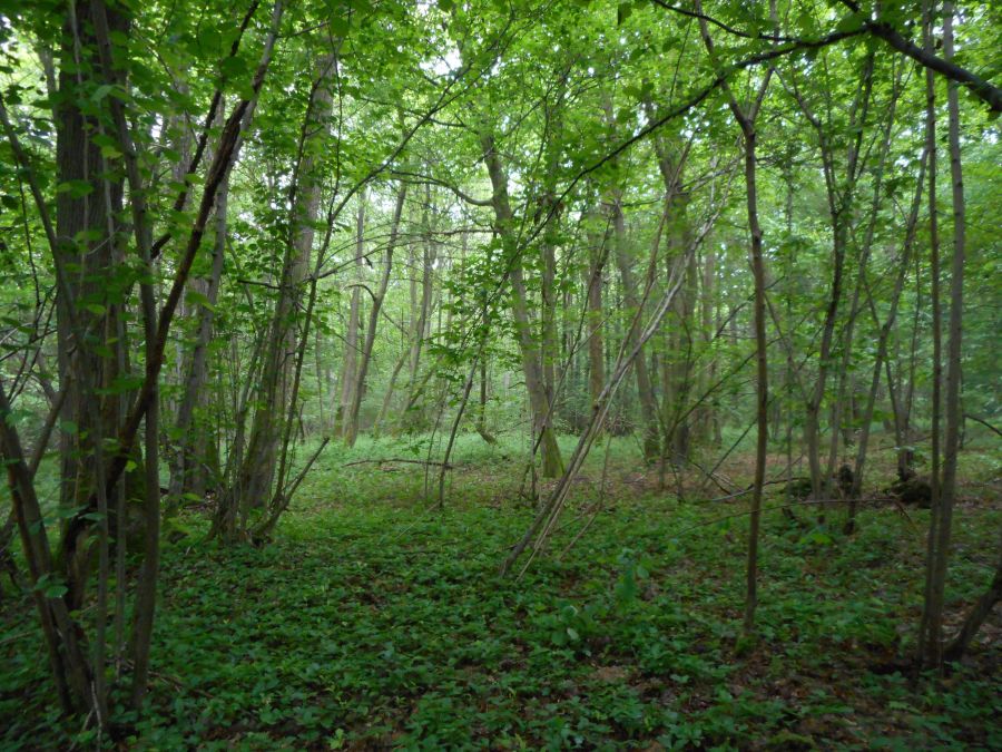 Forêt de Montgé