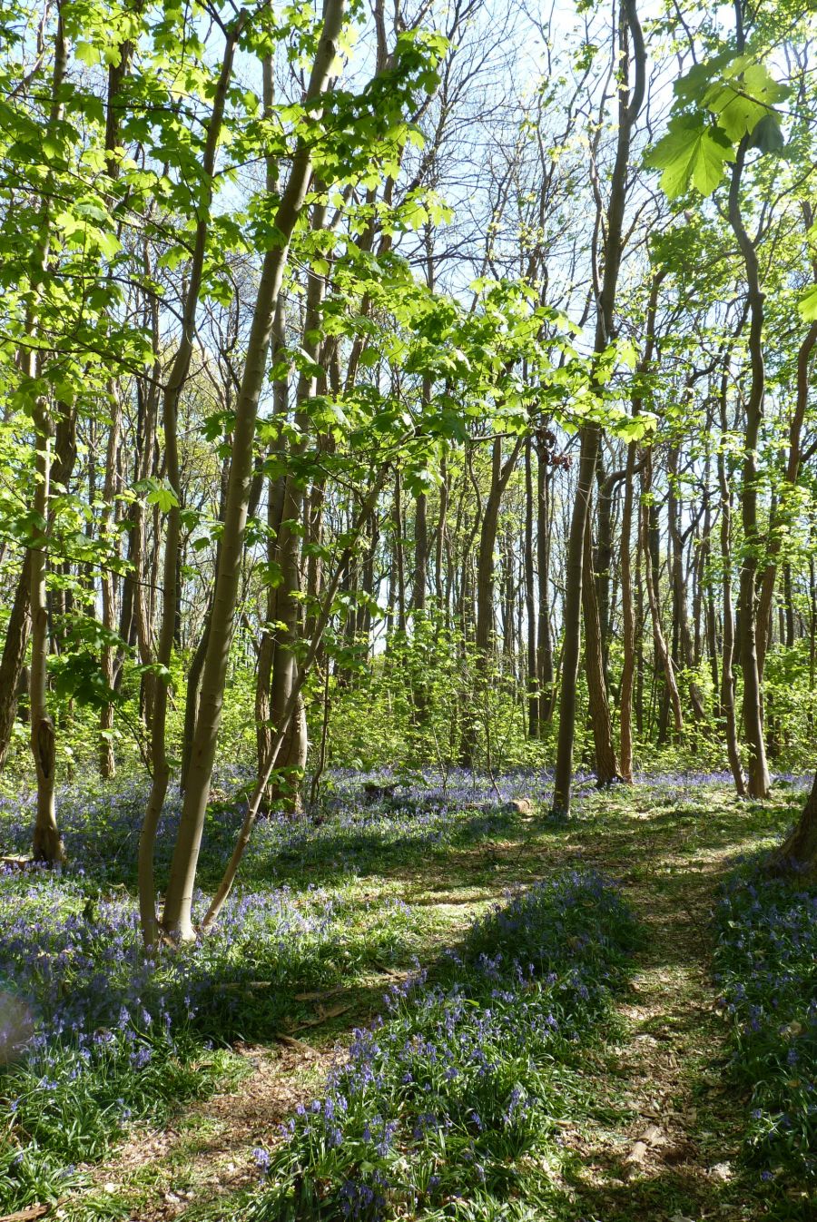 Forêt de Montgé