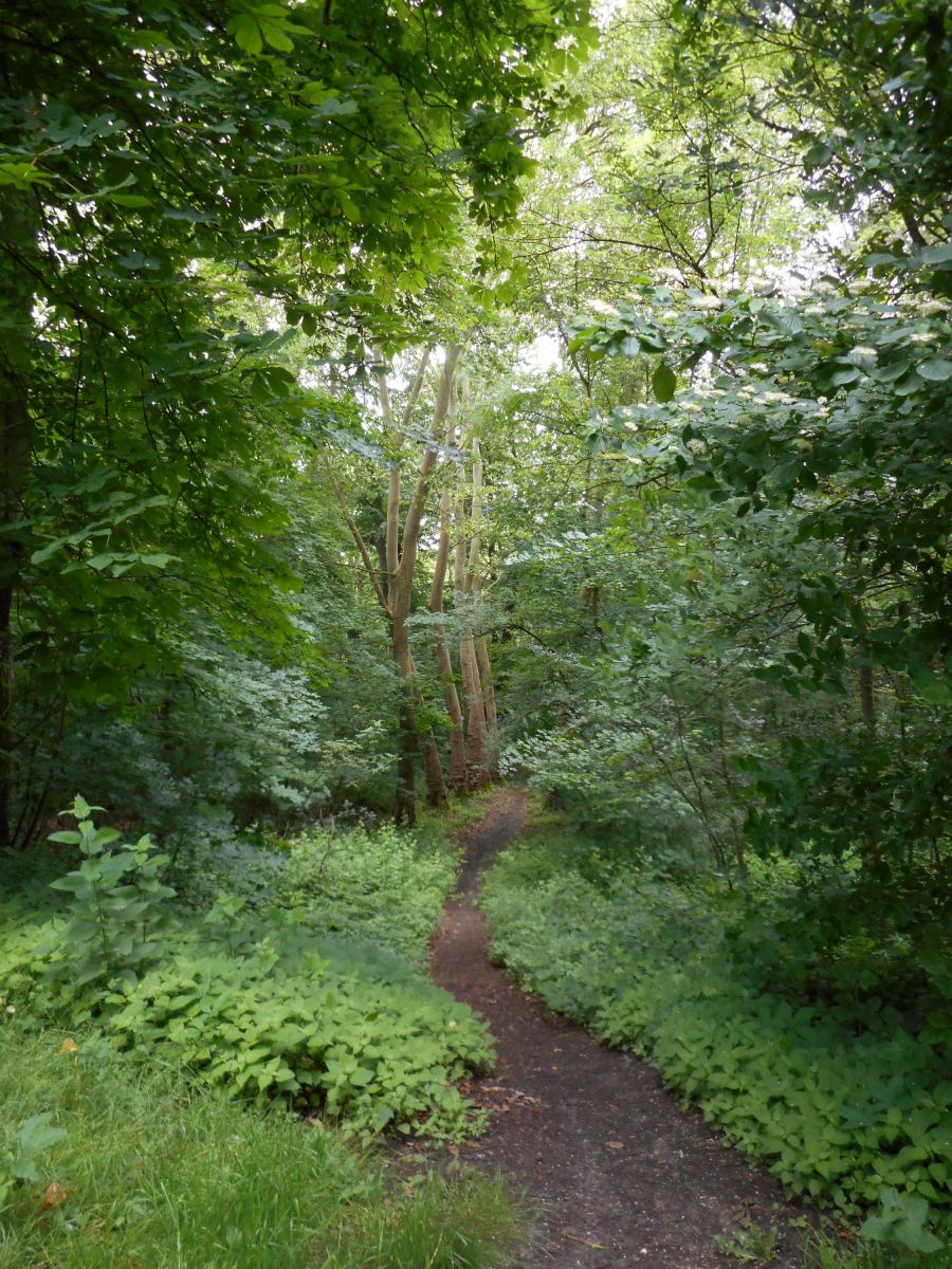 Forêt de Montgé