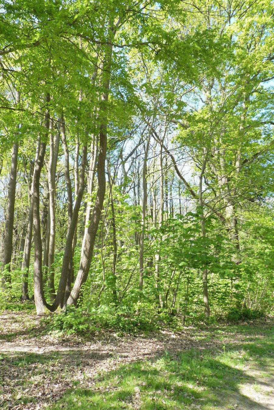 Forêt de Montgé