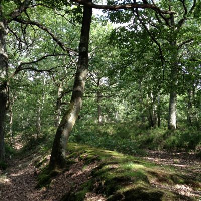 Forêt de Rougeau