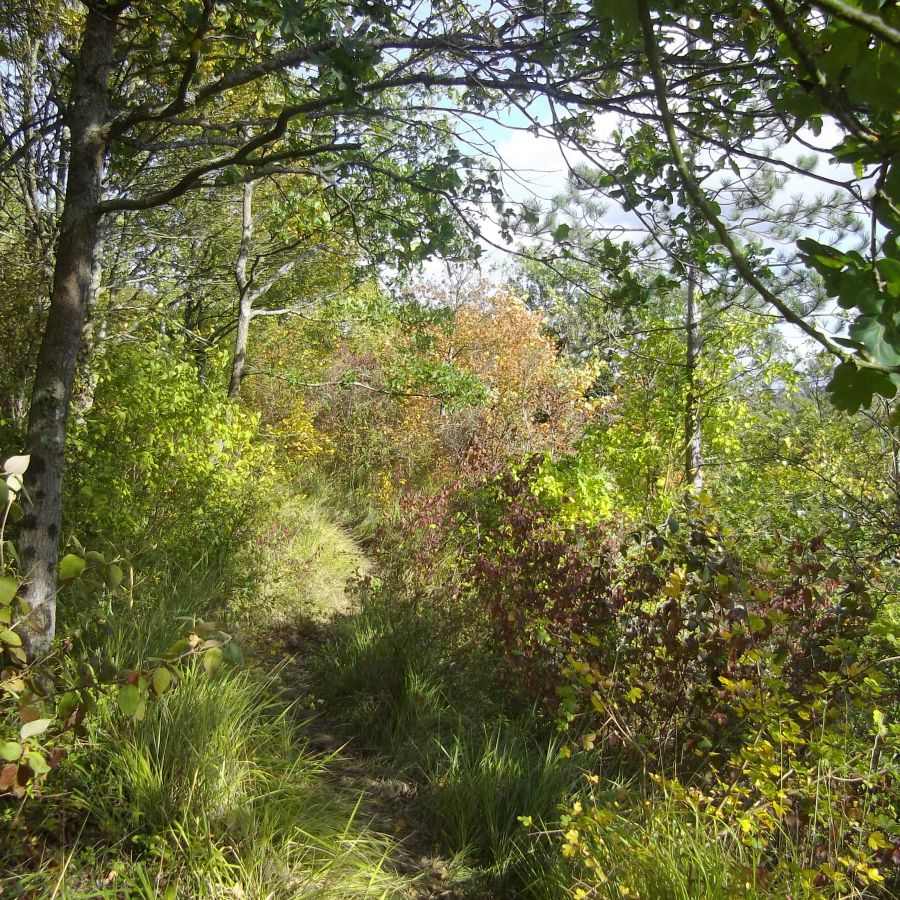 Forêt de Rougeau