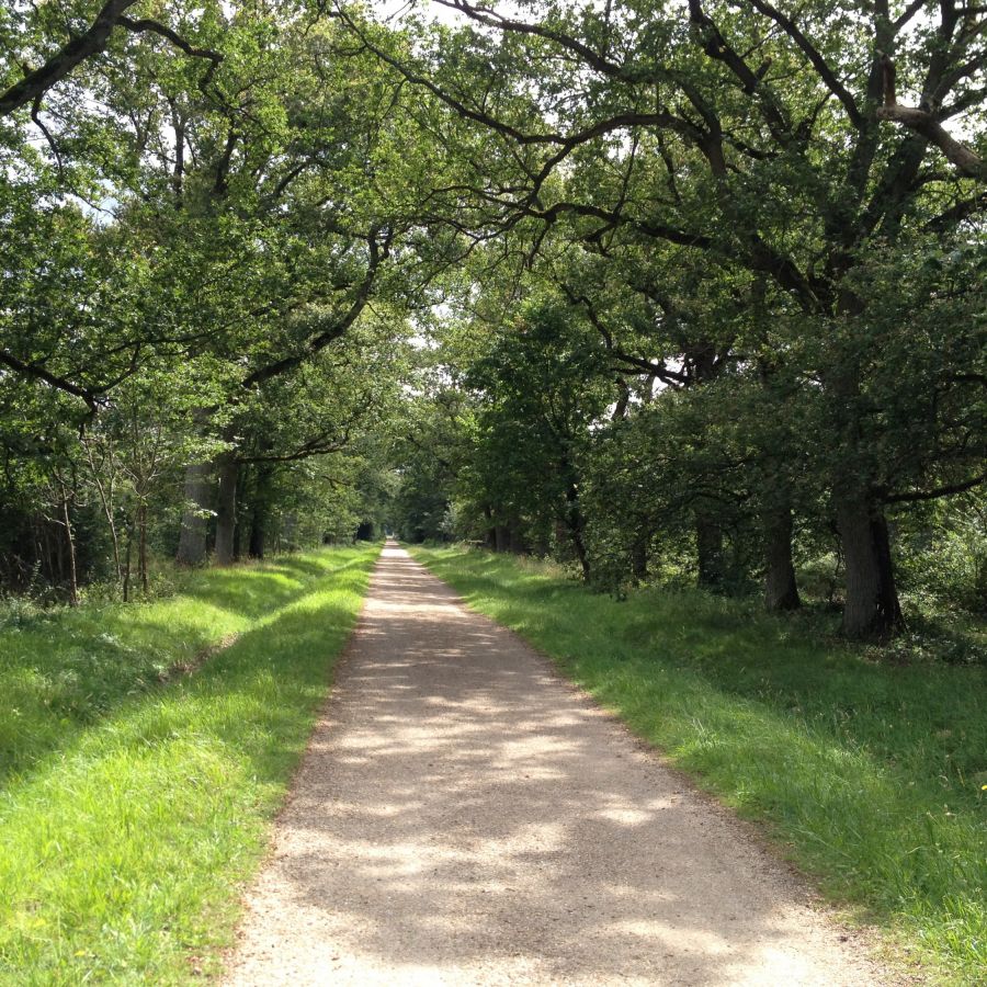 Forêt de Rougeau