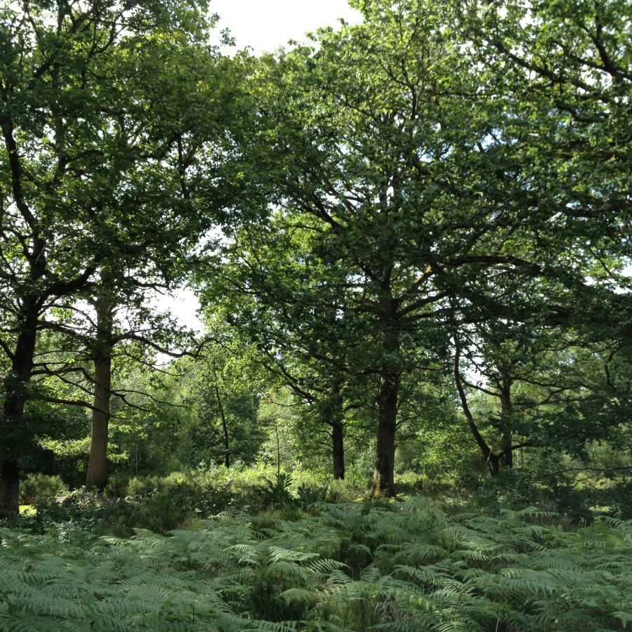 Forêt de Rougeau