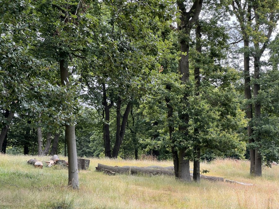 Parc forestier de Montgeon
