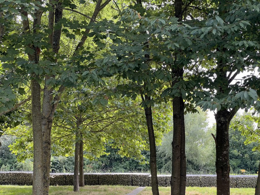 Puits la Marlière Park